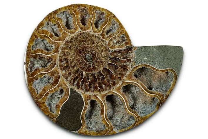 Cut & Polished Ammonite Fossil (Half) - Madagascar #349065